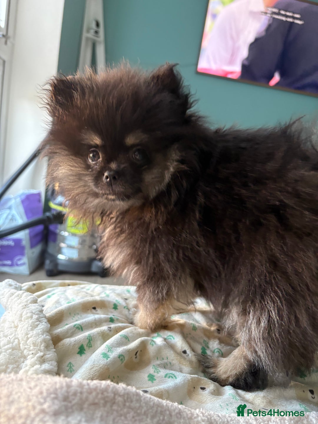 Pomeranian dogs for sale: Bear the tiny Pomeranian  - Image 4