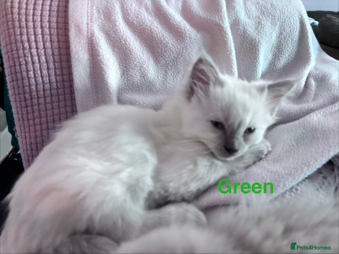 Ragdoll cats for sale: 4 adorable Ragdoll kittens  - Advert 7