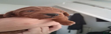 Cockapoo 4