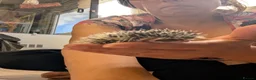Pygmy Hedgehog rodents for sale: Baby African Pygmy Hoglets and online tutorial - Advert 8