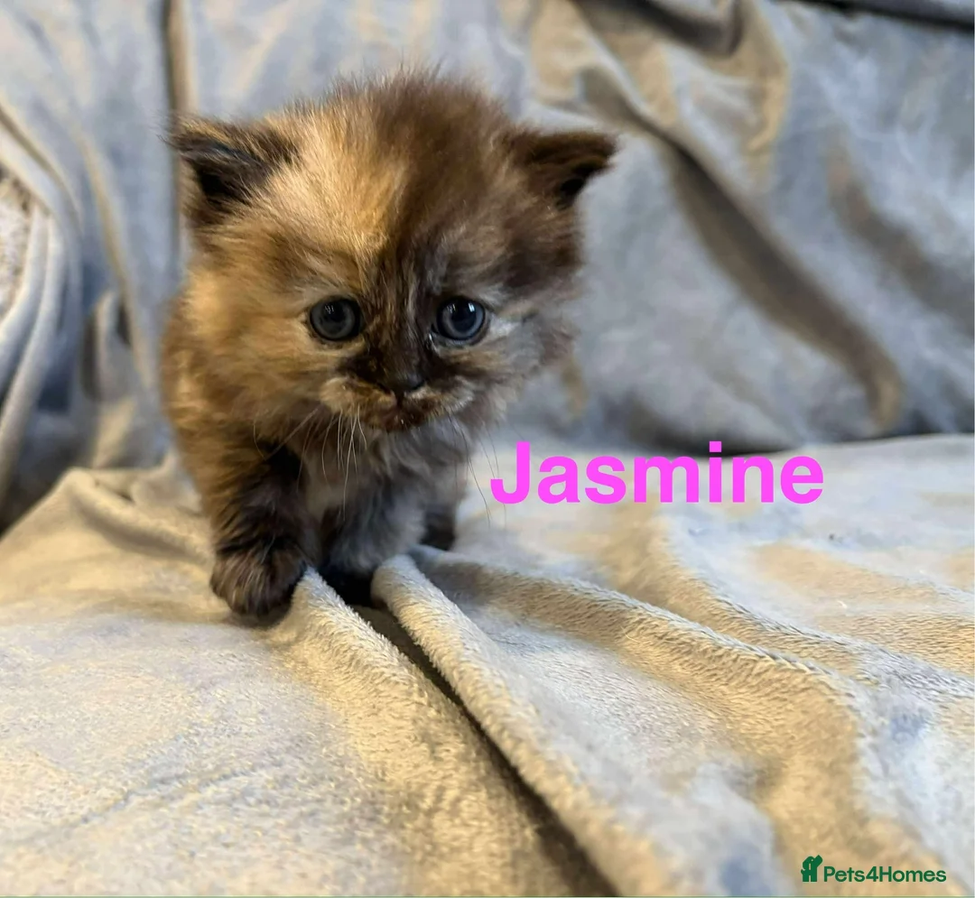 Persian cats for sale: **SOLD** Stunning litter of five female Perdolls - Advert 36