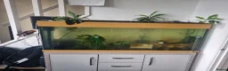 Axolotl reptiles for sale: 3 Axolotls and 4ft tank in Andover - Advert 3