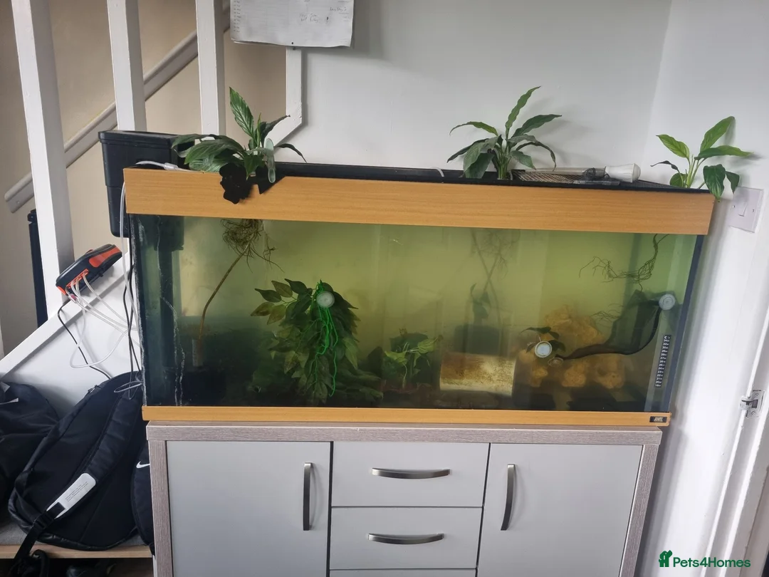 Axolotl reptiles for sale: 3 Axolotls and 4ft tank in Andover - Advert 3