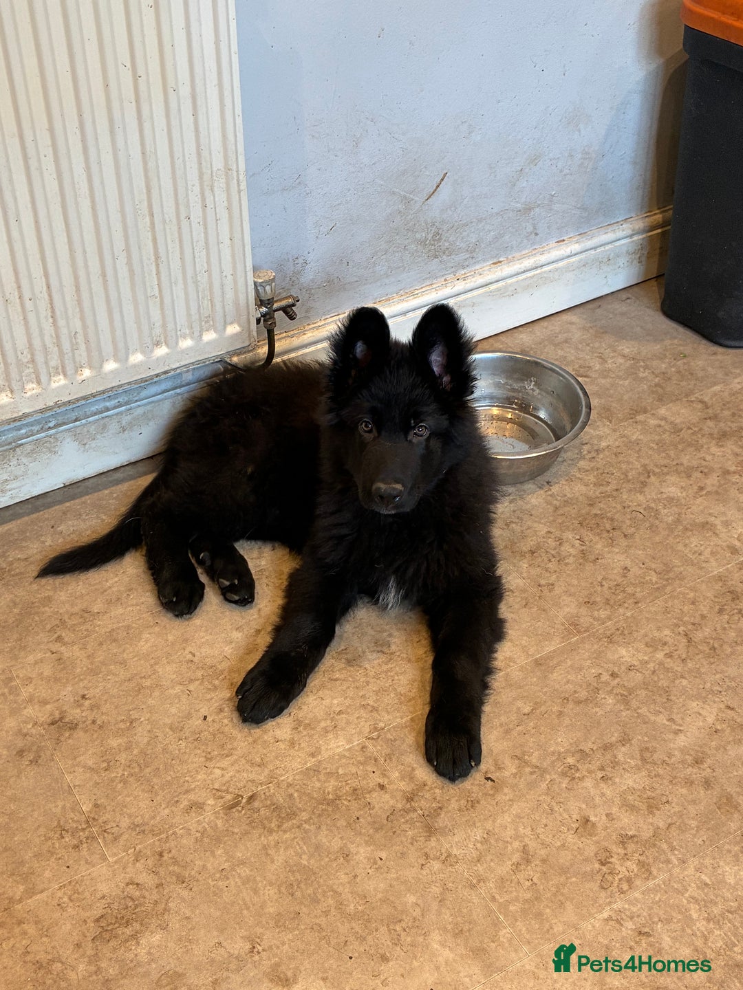 German Shepherd dogs for sale: Straight Back German Shepherd Pups -Ready to leave - Advert 5
