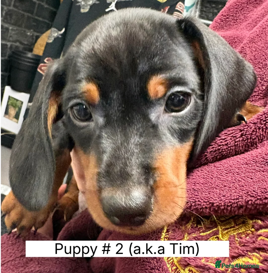 Miniature Dachshund dogs for sale: Miniature Dachshund Smooth Hair Puppies  - Advert 12