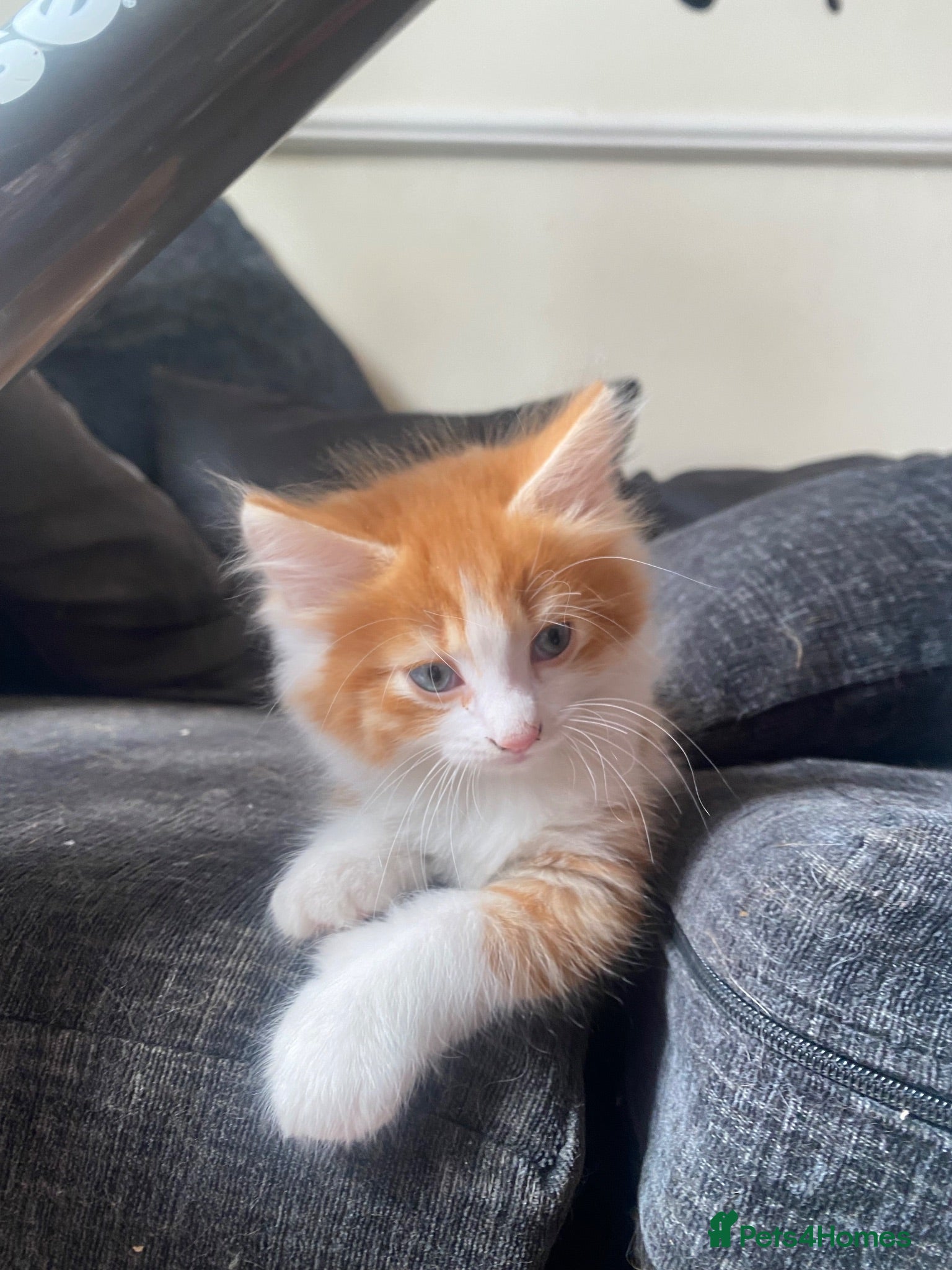 Mixed Breed cats Affectionate handled kittens - Advert 1