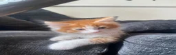 Mixed Breed cats for sale: Affectionate handled kittens - Advert 1