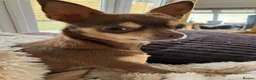 Chihuahua dogs for sale: Stunning litter of chi pups!  - Advert 4