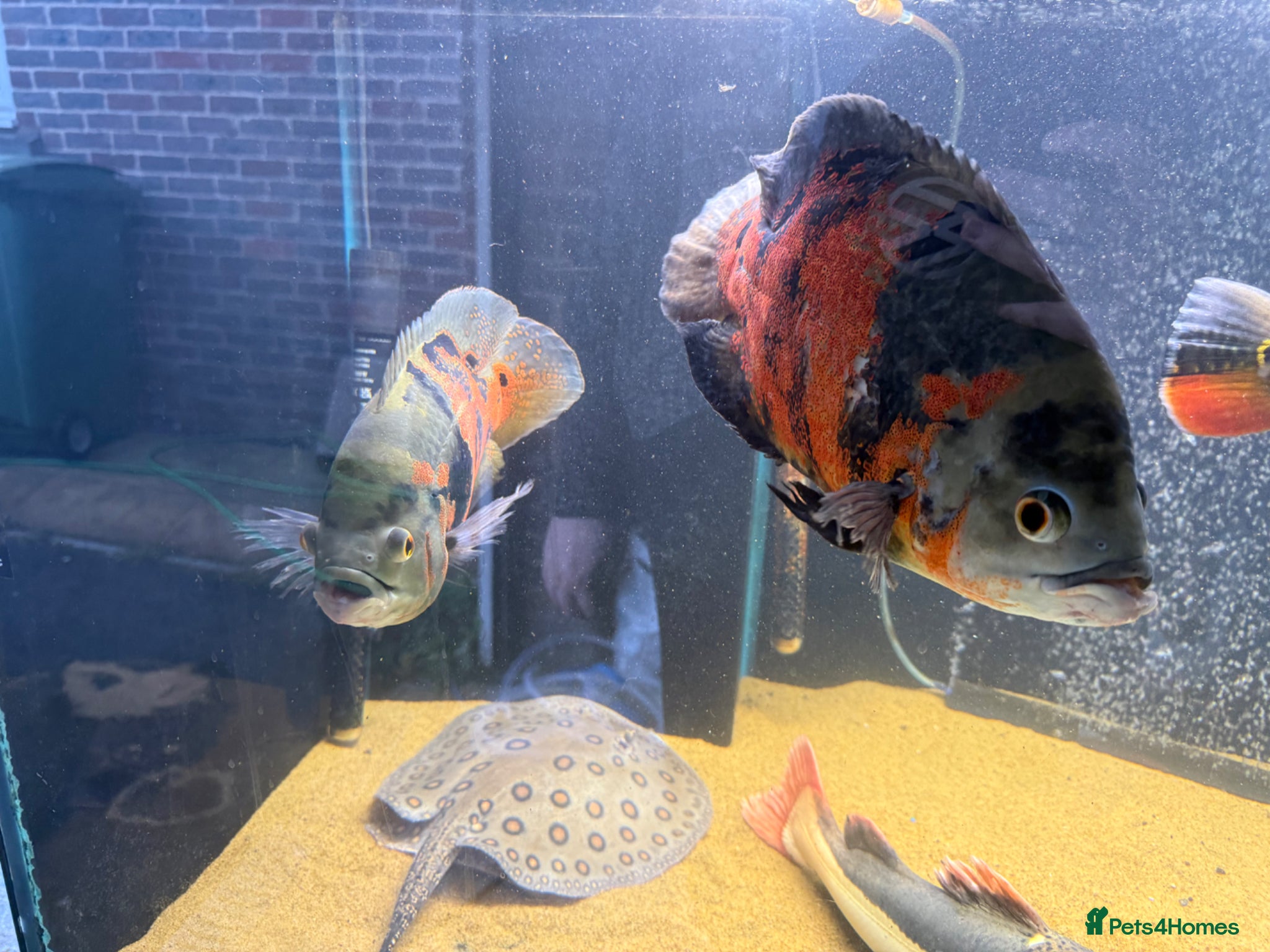 Other/Mixed Breed fish Large oscars - Advert 1