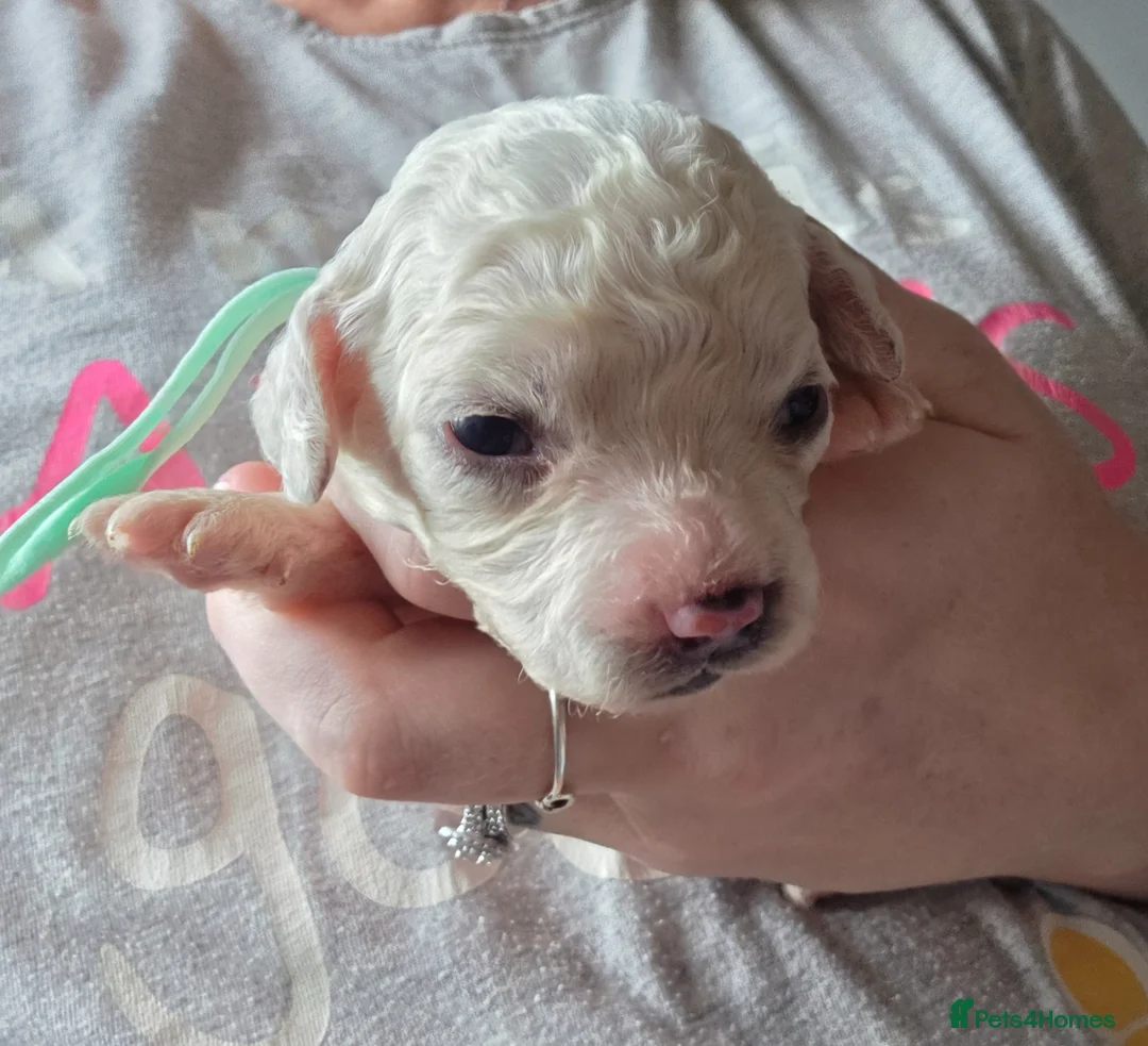 Mixed Breed dogs for sale: 9 Beautiful Cockerchon puppy's ready soon - Advert 39