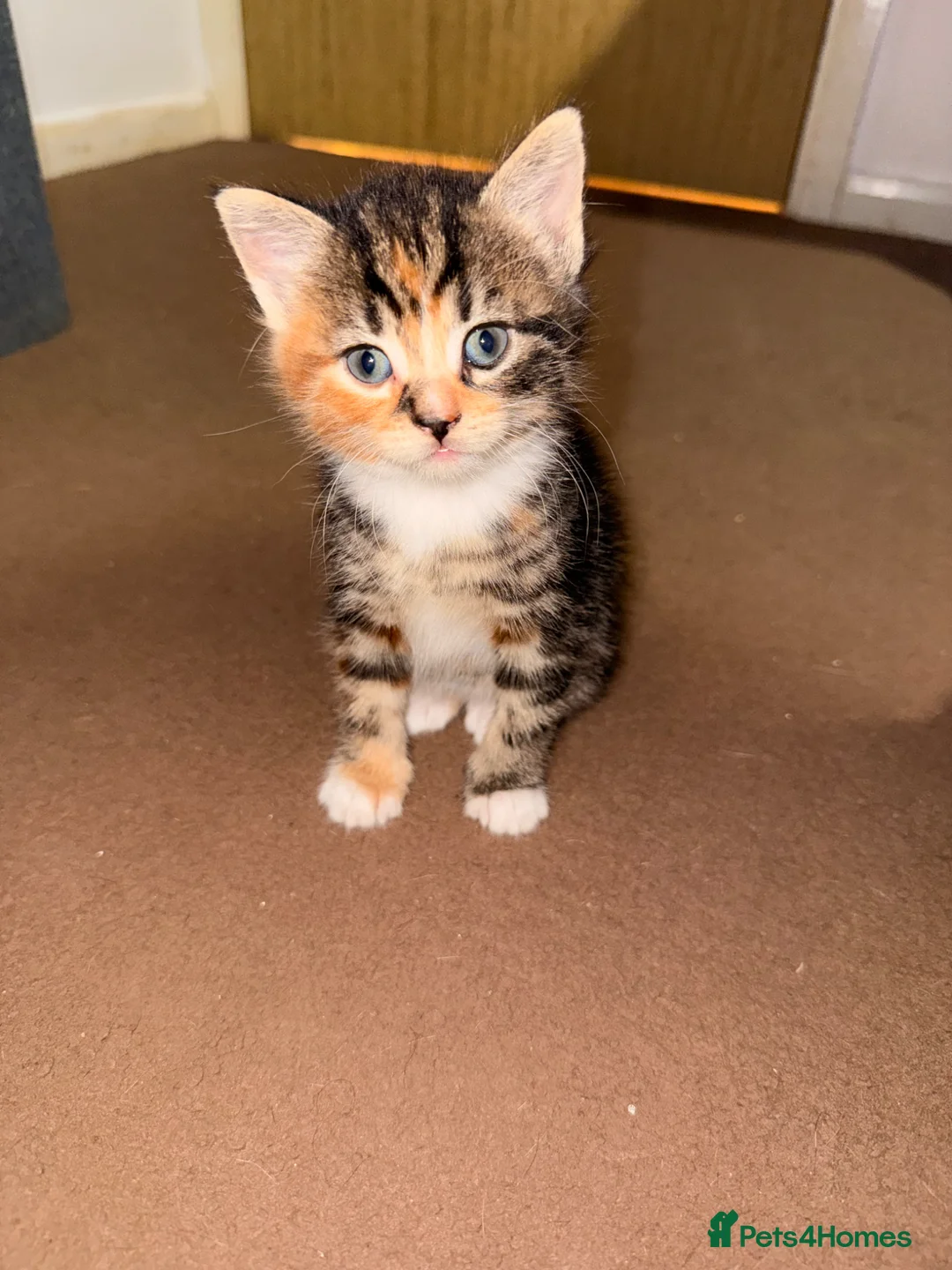 Mixed Breed cats for sale: 🐾 x4 Tabby Kittens Looking for Loving Homes! 🐾 in Gravesend - Advert 11