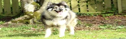 Northern Inuit dogs for sale: Last boy available from health tested parents - Advert 20