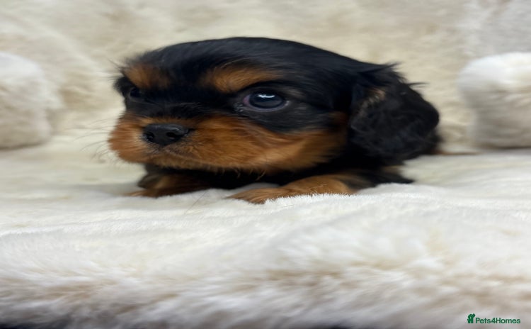 Cavalier King Charles Spaniel dogs - Advert 1