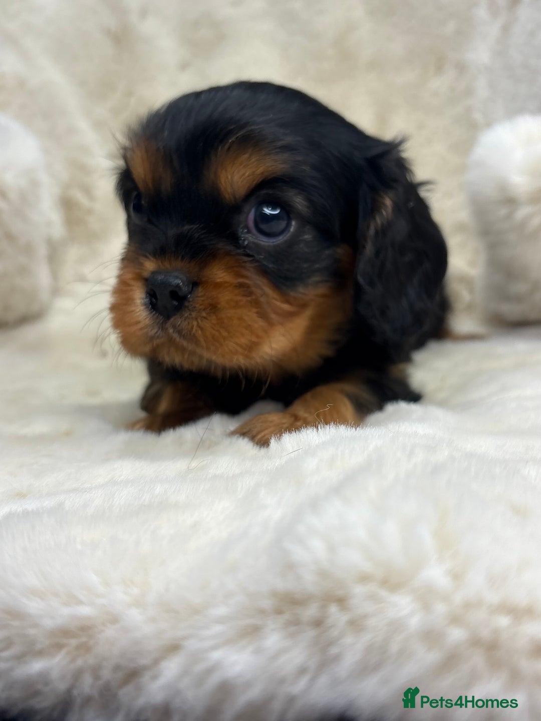 Cavalier King Charles Spaniel dogs for sale: Health tested cavalier King Charles spaniel pups  - Image 12