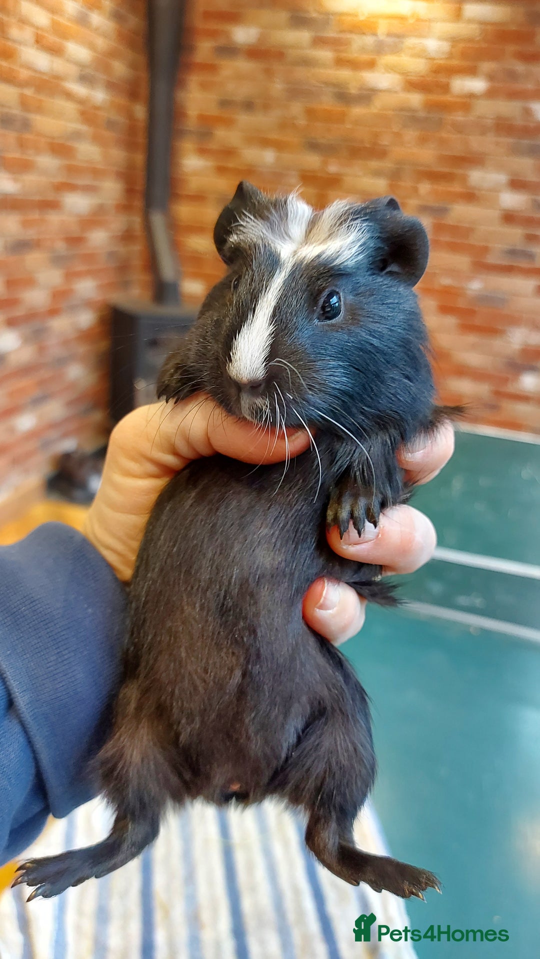 Guinea Pig rodents for sale: Beautiful baby Guinea pigs  - Advert 3