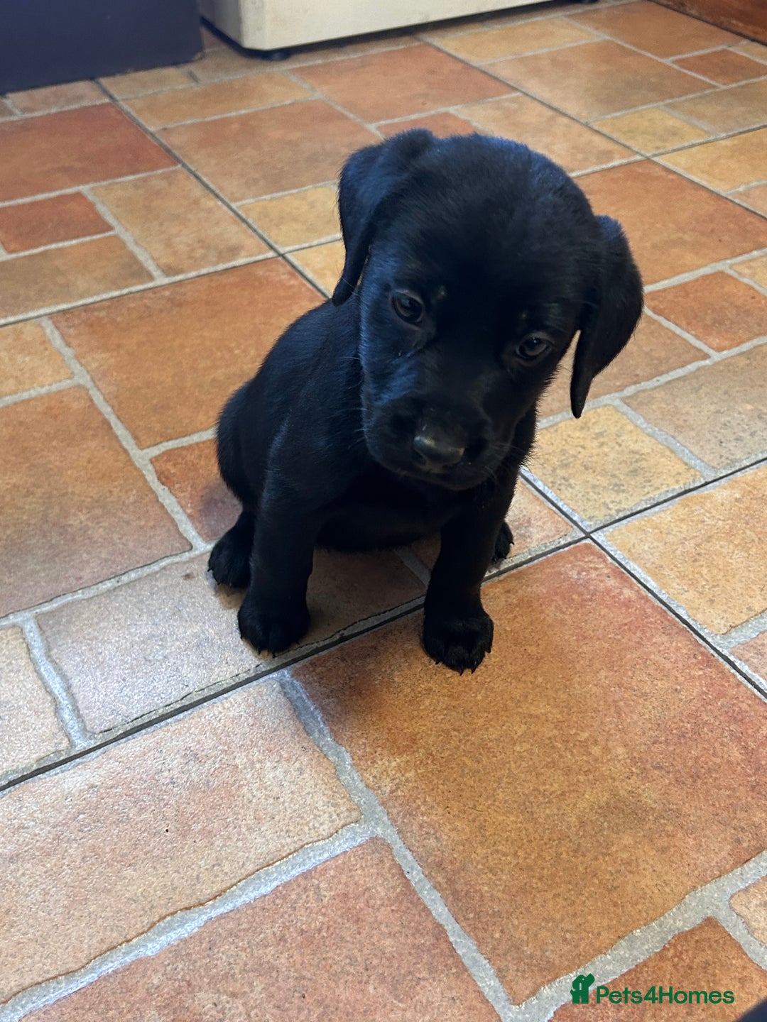 Labrador Retriever dogs for sale: GORGEOUS LITTER OF BLACK LABRADOR PUPPIES!! - Advert 8