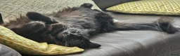 Mixed Breed cats for sale: Free to good home- Domestic Mixed Breed Longhaired in Pentraeth - Advert 3