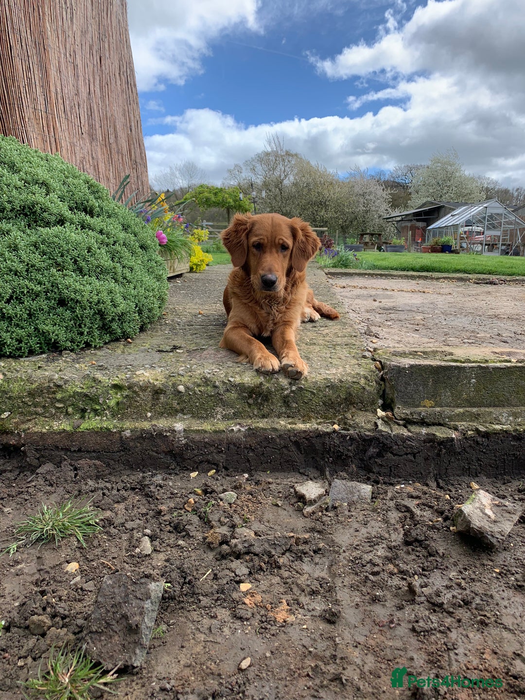 Golden Retriever dogs for sale: Beautiful Golden retriever puppies for sale  - Advert 4