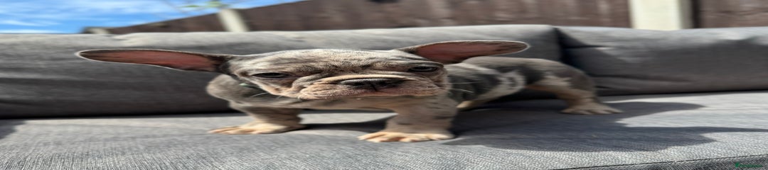 French Bulldog Puppy 1