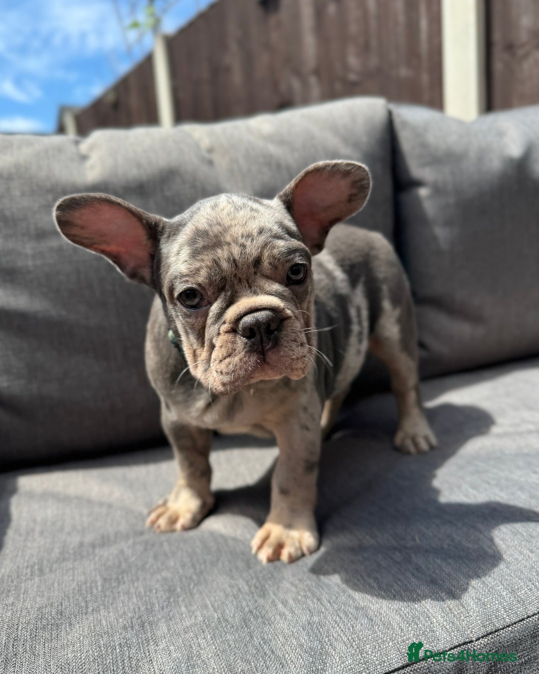French Bulldog dogs for sale: French Bulldog Puppies–4 Girls & 2 Boys READY NOW  in Walton-on-Thames - Image 29