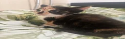 Mixed Breed cats for sale: Beautiful kittens!!  - Advert 7