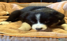 Border Collie dogs for sale: Border Collie Puppies - Image 2