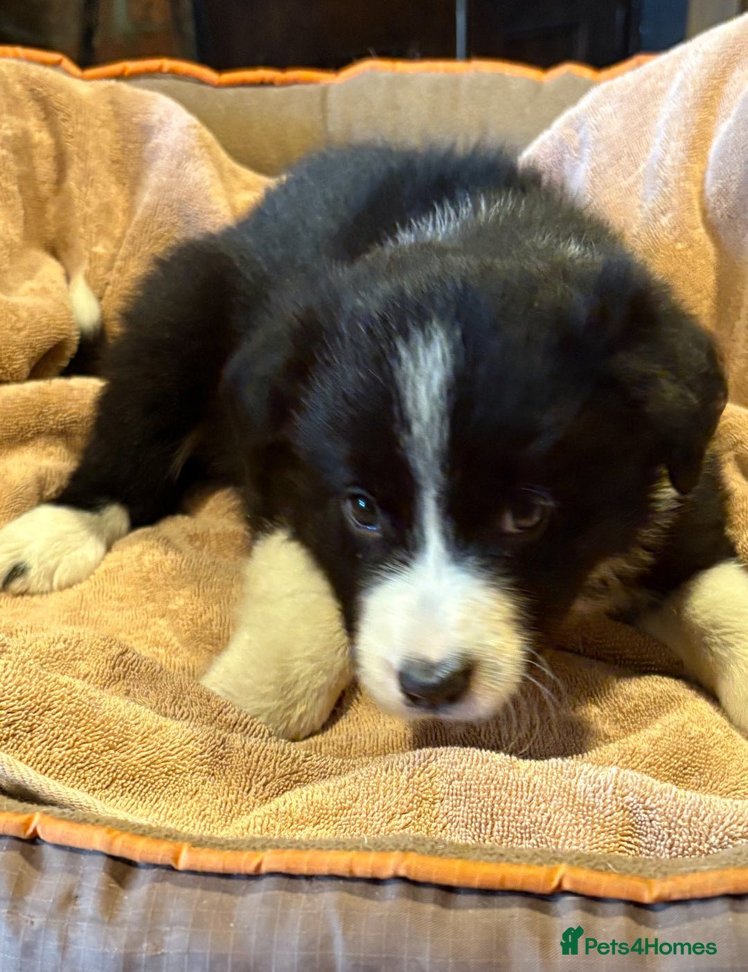 Border Collie dogs for sale: Border Collie Puppies - Image 2