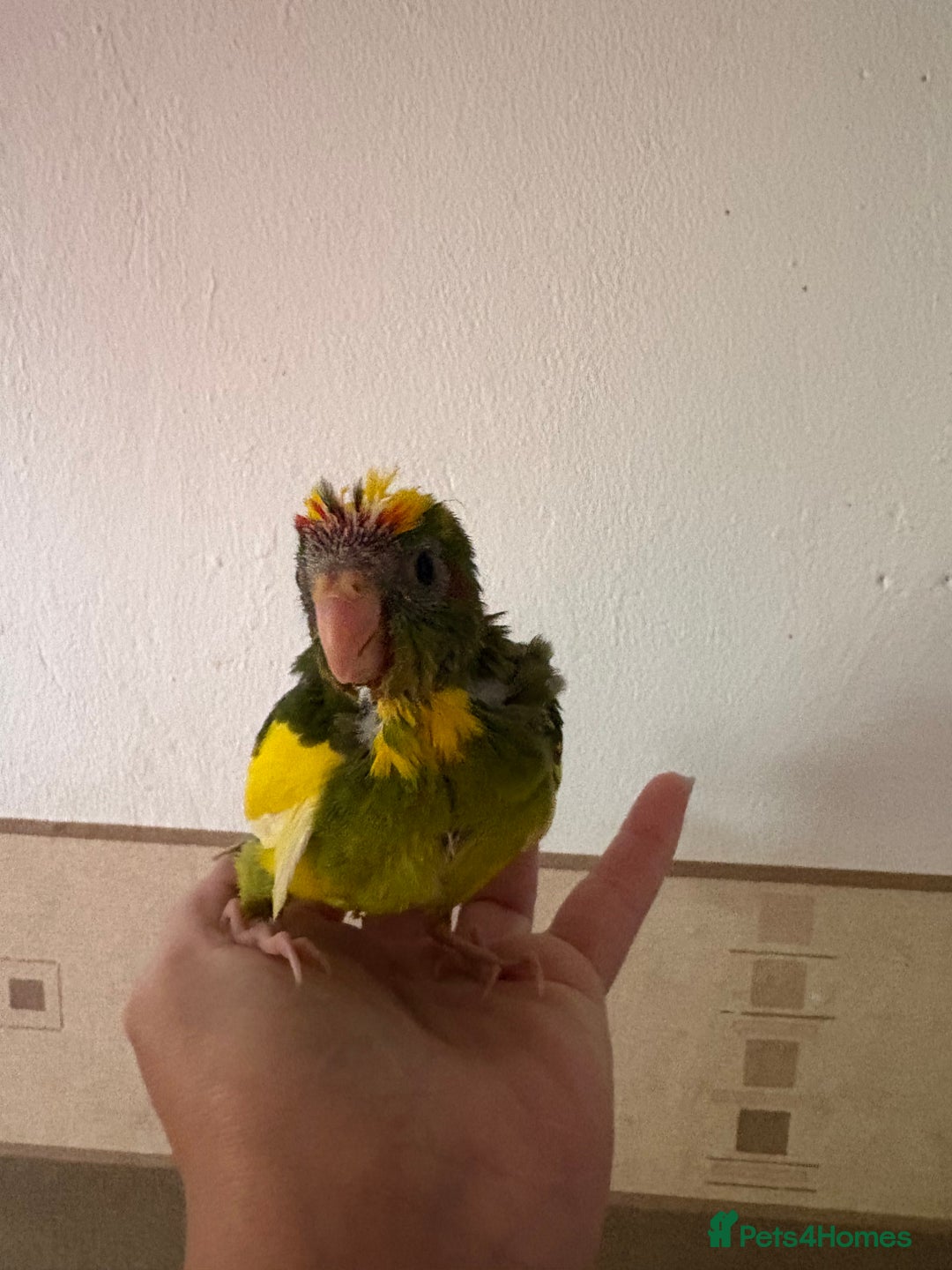 Parakeets birds for sale: Hand reared Kakariki  - Image 10