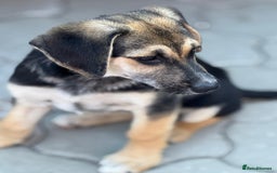 Mixed Breed dogs for adoption: DARIA -  a superb little girl, for a Loving Home - Image 25
