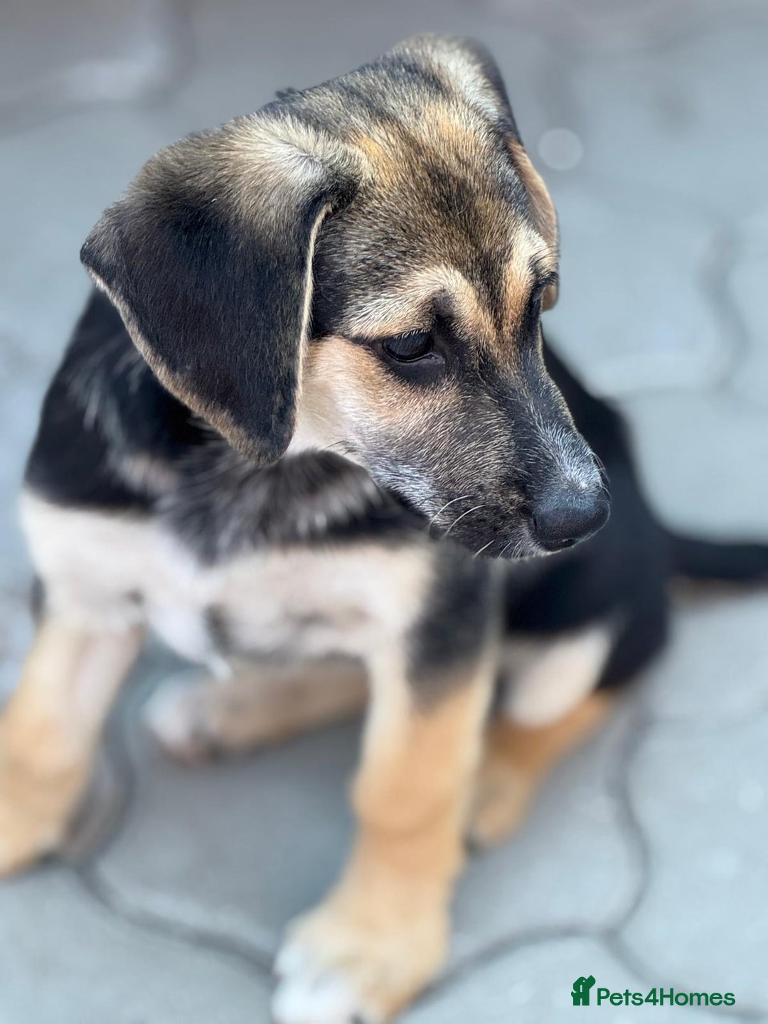 Mixed Breed dogs for adoption: DARIA -  a superb little girl, for a Loving Home - Image 25