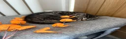 Bengal cats for sale: Gorgeous boy Bengal x kitten in Crawley - Advert 3