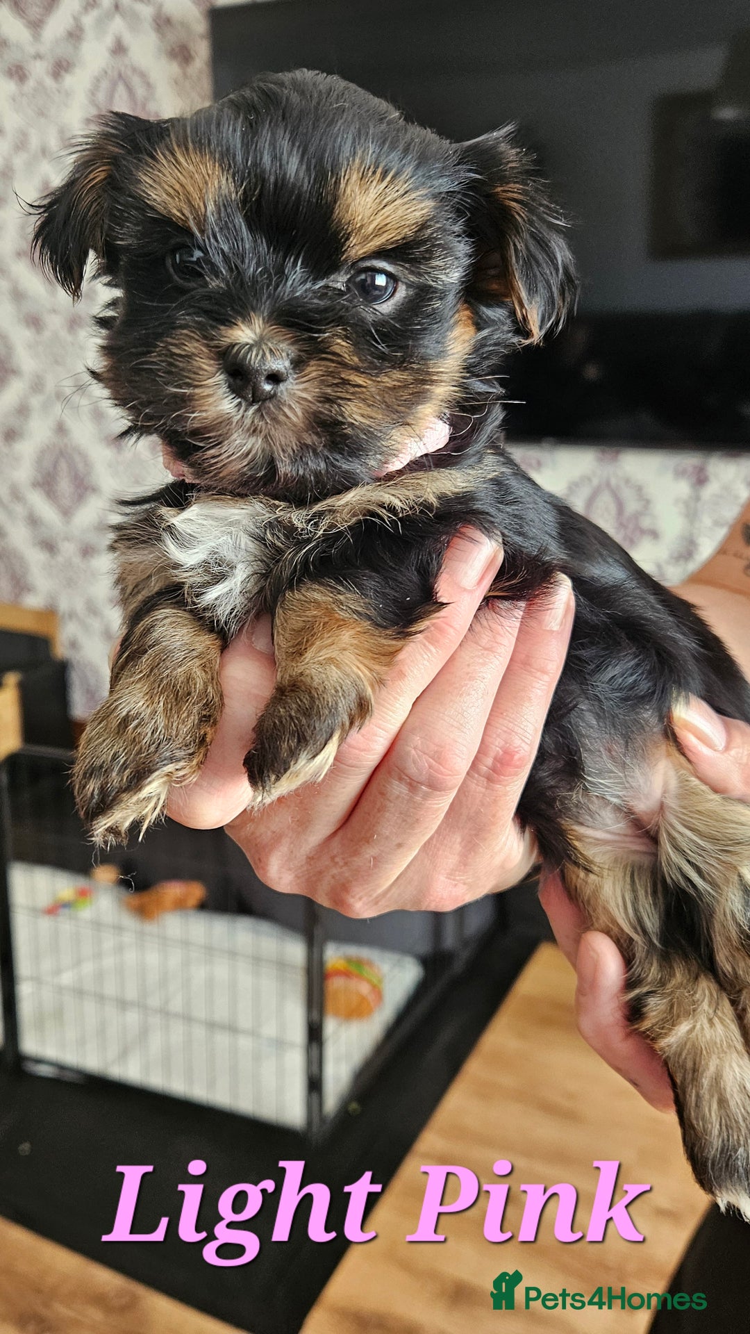 Morkie dogs for sale: Adorable Morkies - Image 5