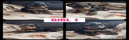 Yorkiepoo dogs for sale: Yorkiepoo ( toy poodle x Yorkshire terrier) - Advert 5
