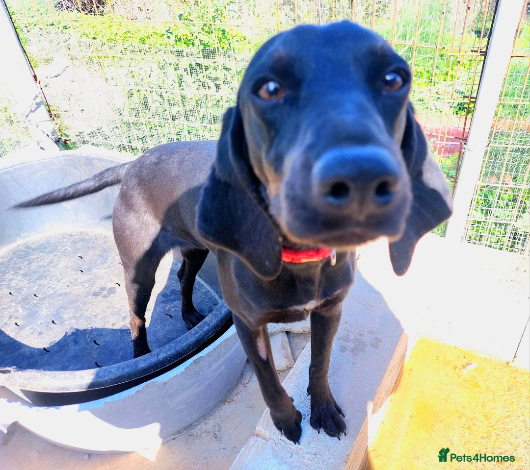 Mixed Breed dogs for adoption:  Flora ♥️  in Bognor Regis - Advert 2