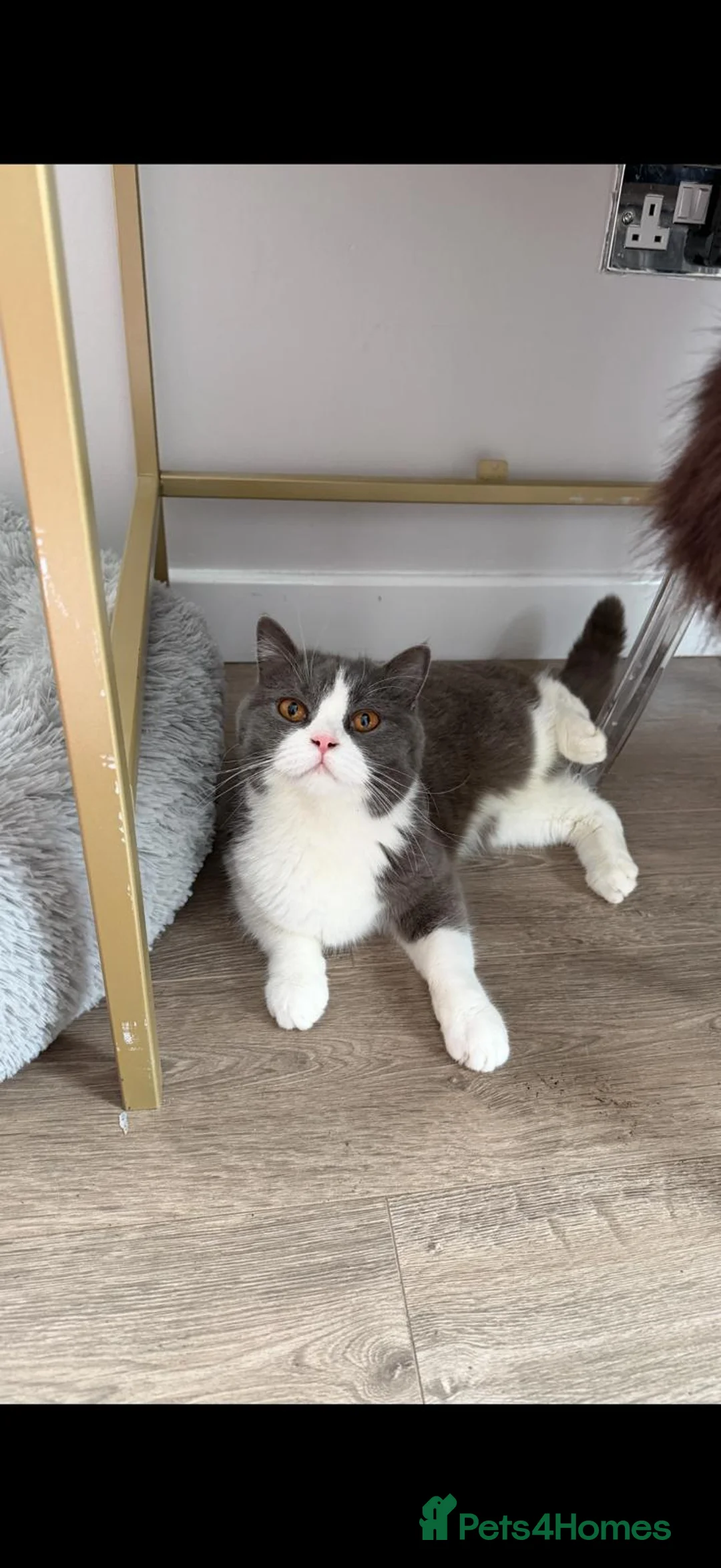 British Shorthair cats for sale: brittish short hair Stunning, lovely female cat in Edinburgh - Advert 2
