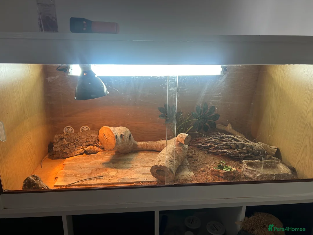 Bearded Dragon reptiles for sale: Bearded Dragon with enclosure and set up  in Norwich - Advert 4