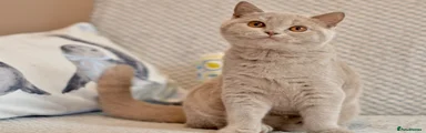 British Shorthair Kitten 4