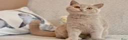 British Shorthair cats for sale: Beautiful paws*GB 😻 - Advert 8