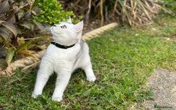 British Shorthair cats for sale: Rare polar-coloured(light silver/blonde)coat - Advert 8