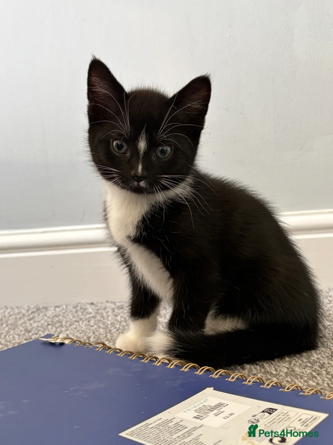 Mixed Breed cats for sale: 2 male kittens ready to go in March - Advert 1