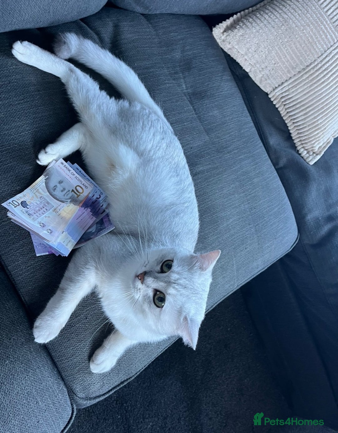 British Shorthair cats for sale: BRITISH SHORTHAIR KITTENS - Advert 11