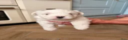 West Highland Terrier dogs for sale: Pedigree KC registered WESTIE puppies in Welshpool - Advert 11