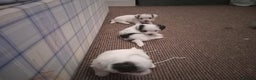 Bichon Frise dogs for sale: for sale  - Advert 3