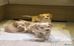 Cocker Spaniel dogs for sale: 🩷BEAUTIFUL SHOW COCKER PUPPIES🩷 - Image 1