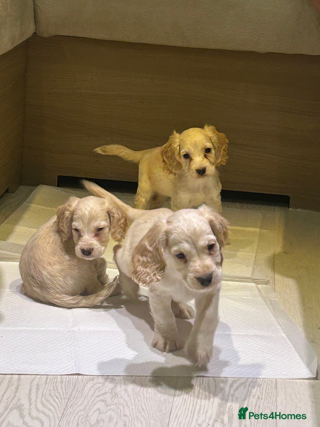 Cocker Spaniel dogs for sale: 🩷BEAUTIFUL SHOW COCKER PUPPIES🩷 - Image 1