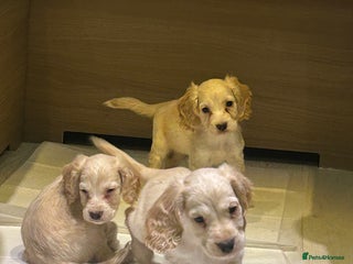 Cocker Spaniel dogs - Advert 29