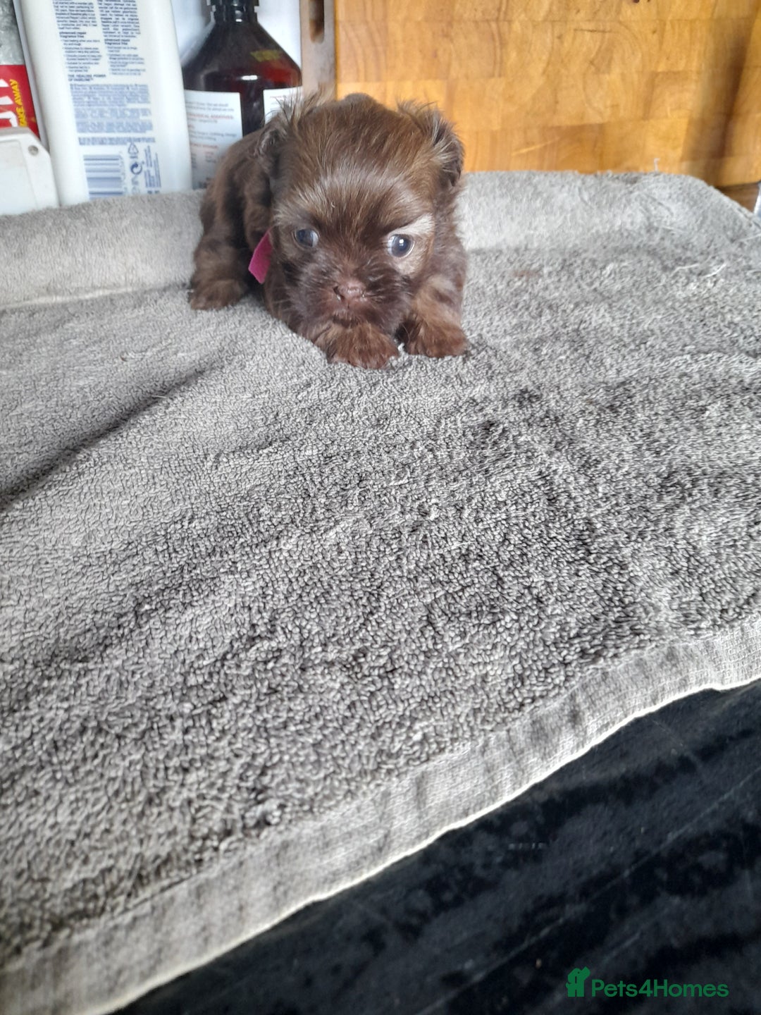 Malshi dogs for sale: Gorgeous pups - Image 10