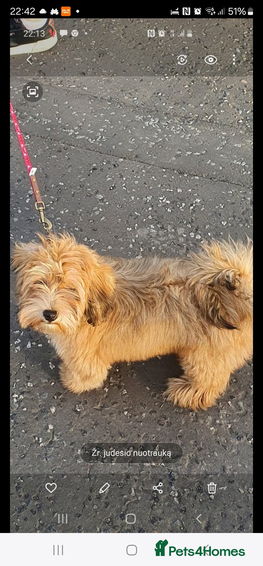Havanese dogs for sale: Havanese  - Image 11