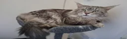 Maine Coon cats for stud: PROVEN MAINECOON STUD 15.3KG  - Advert 4