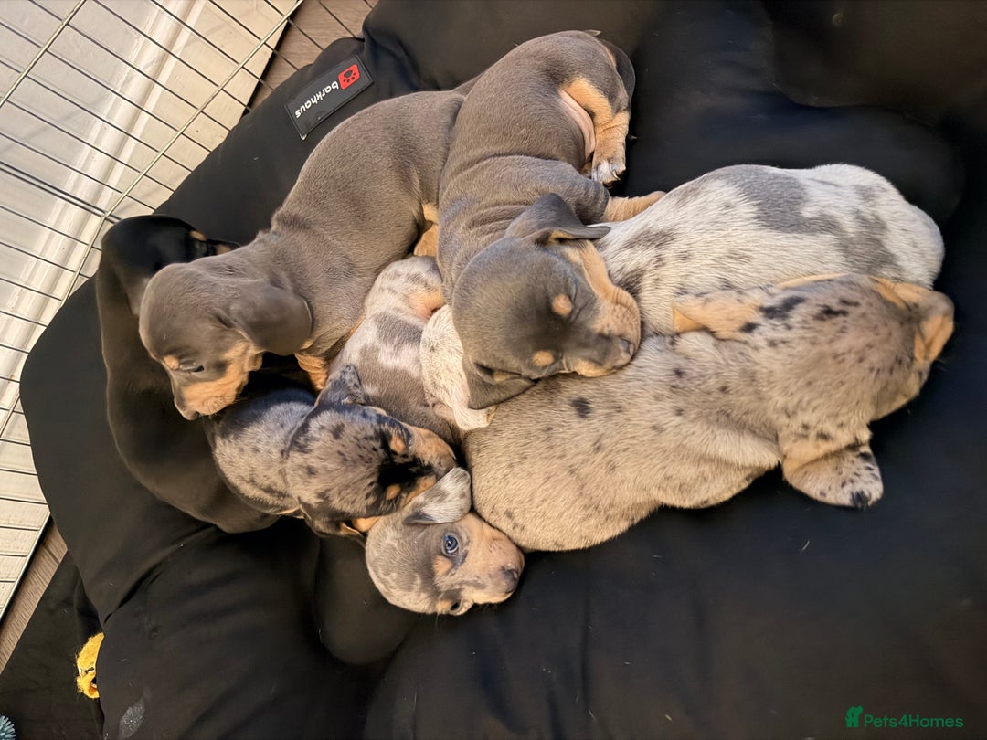 Dachshund dogs for sale: Family dogs first puppies - stunning Dachshunds  - Advert 1